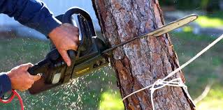 Best Tree Maintenance Programs  in Alvarado, TX