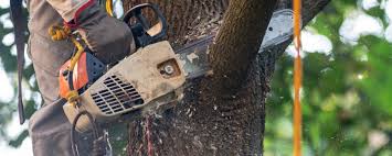 Best Tree Mulching  in Alvarado, TX