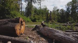 Best Fruit Tree Pruning  in Alvarado, TX
